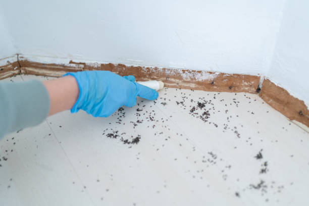 Pest Prevention Services in Danville, IL